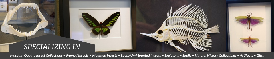 Museum Quality Insect Collections • Framed Insects • Mounted Insects • Loose Un-Mounted Insects • Skeletons • Skulls • Natural History Collectibles • Artifacts • Gifts