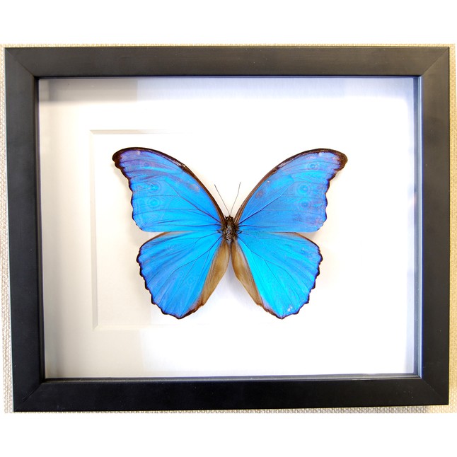 BUTTERFLY DOUBLE-GLASS FRAME LEPIDOPTERA BLUE MORPHO DIDIUS