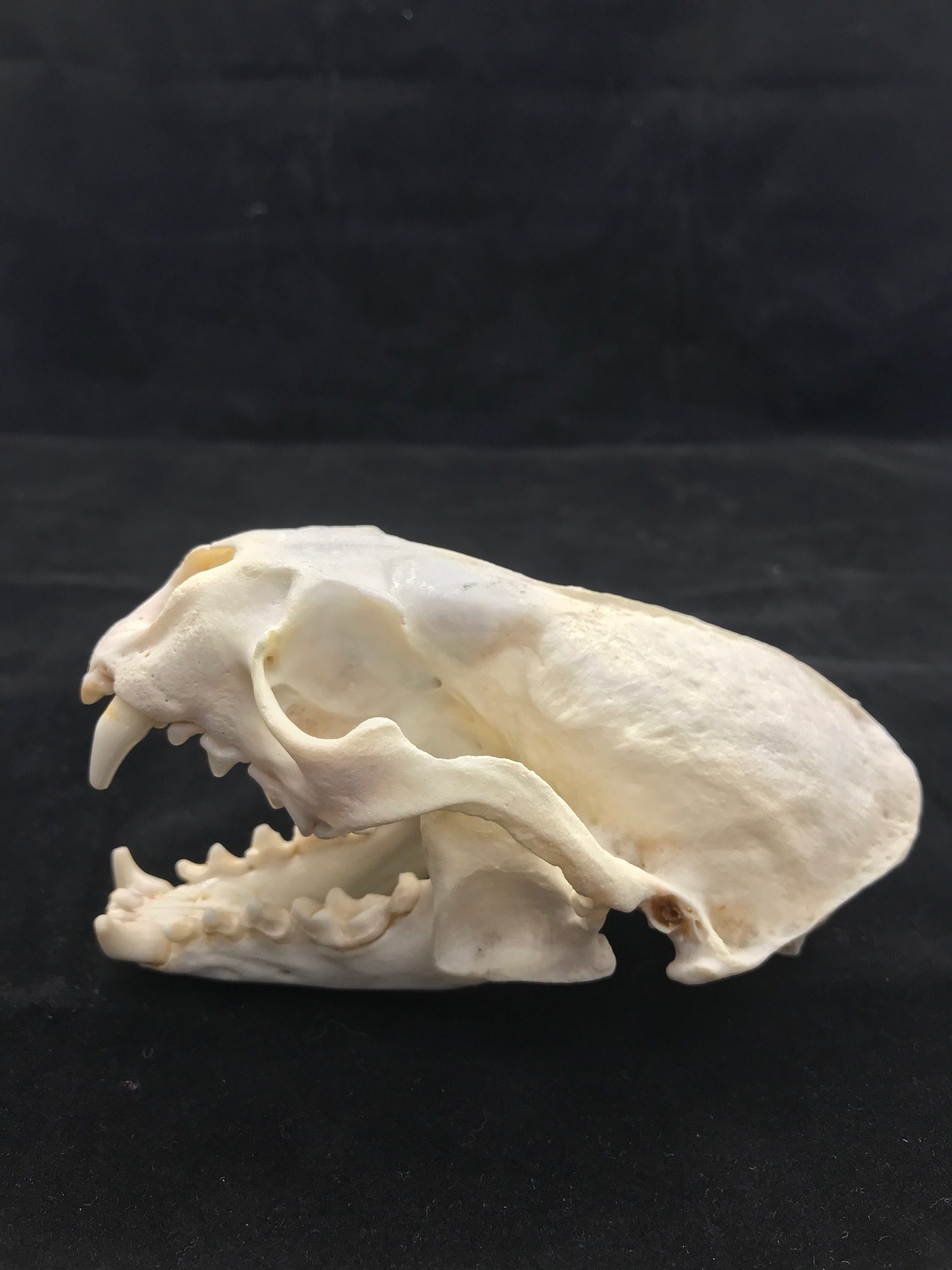 LIFESIZE River Otter Taxidermy Skull Real Bones Decor Jaws Teeth for Sale Genuine Skeleton Cleaned Skull ST6648 