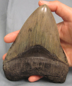 Megalodon Tooth E Detail