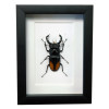 Beetle, Gorgeous stag beetle, spread and mounted in a black frame