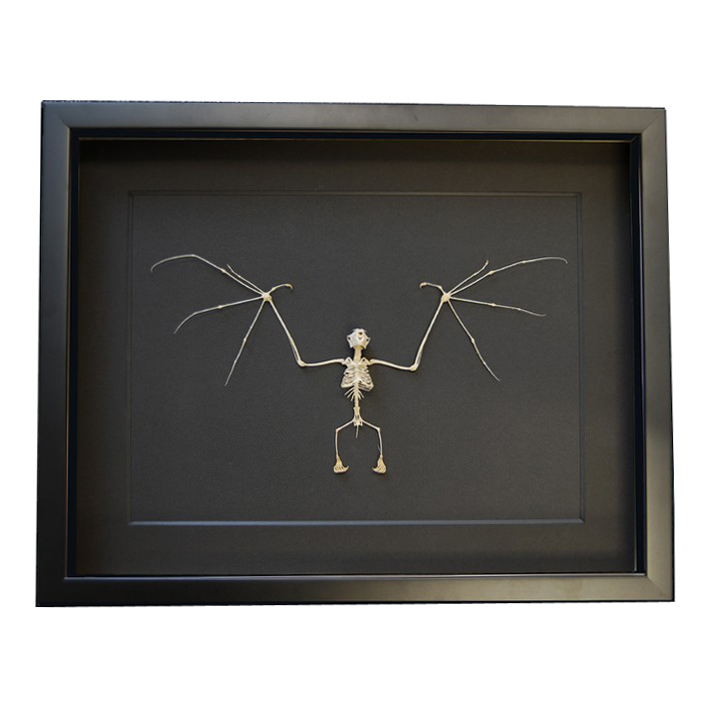 Bat, skeleton, spread and mounted in a black frame