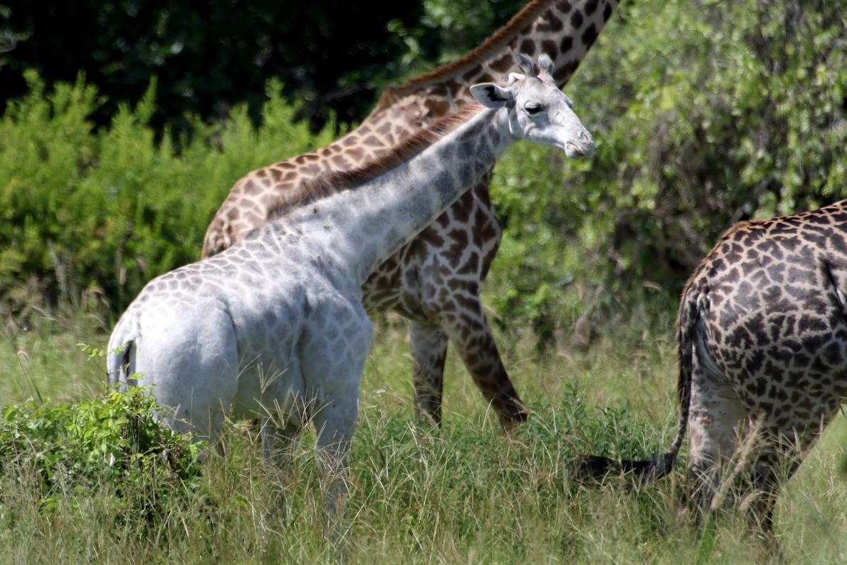 White giraffe