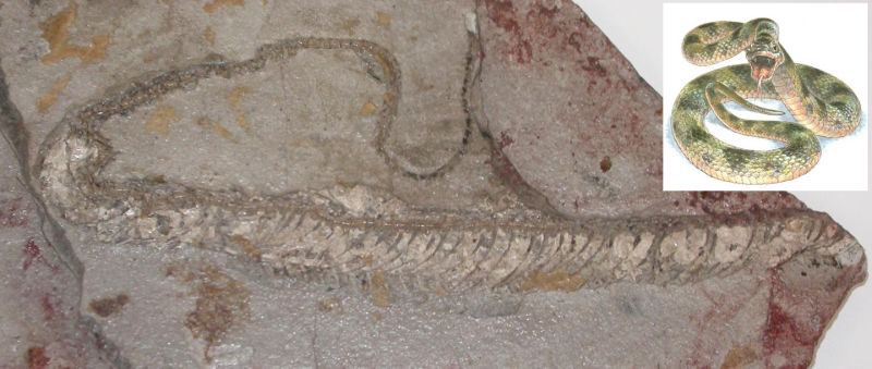 fossil snake