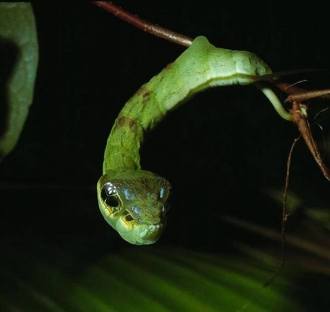 hemeroplanes-triptolemus-snake-mimicking-caterpillar-1.jpg.662x0_q70_crop-scale