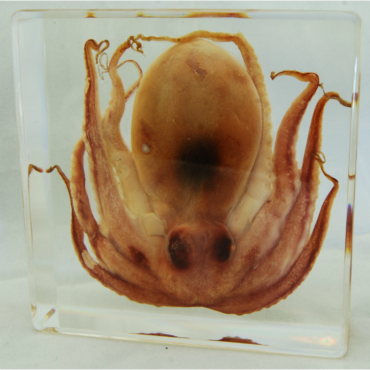 Acrylic block, Octopus set in acrylic resin