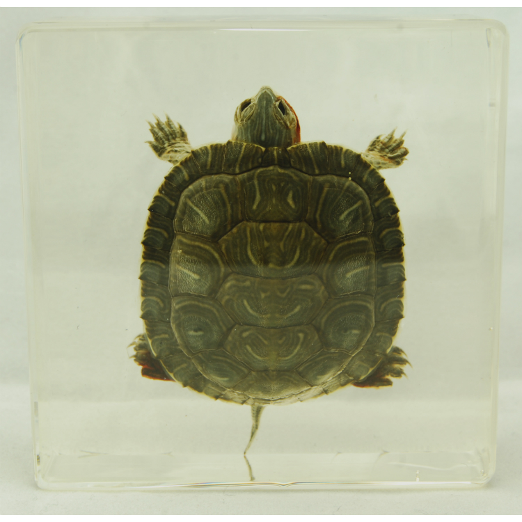 Acrylic block, Turtle, Red Eared Slider Turtle set in acrylic resin