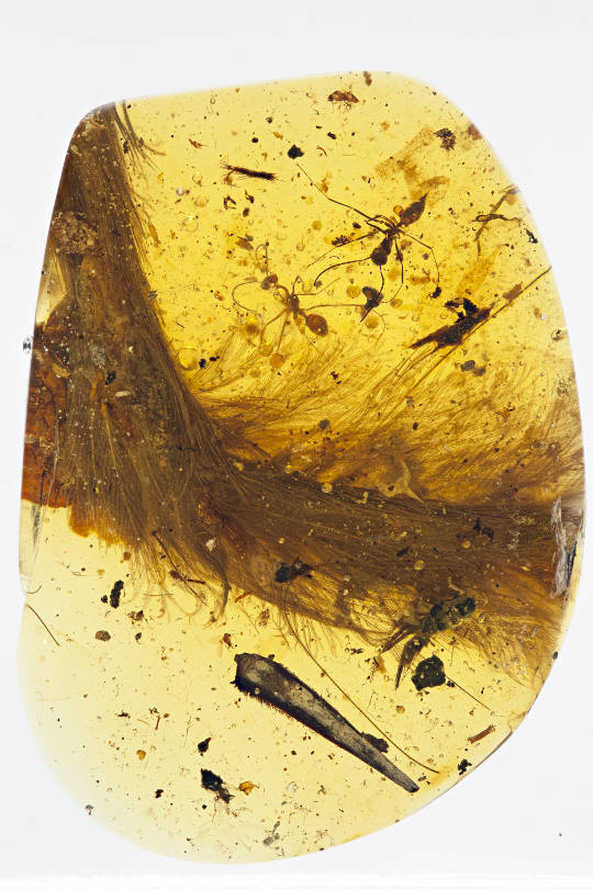 dinosaur-feathers-amber-xing-et-al-2106