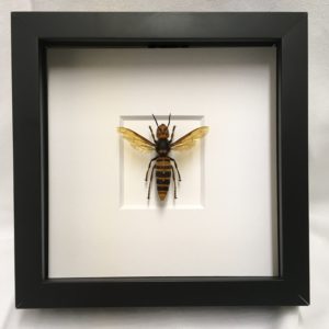 hornet, bee, wings, frame