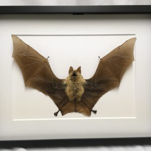 Diadem leaf-nosed bat frame