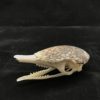 Armadillo skull with skullcap