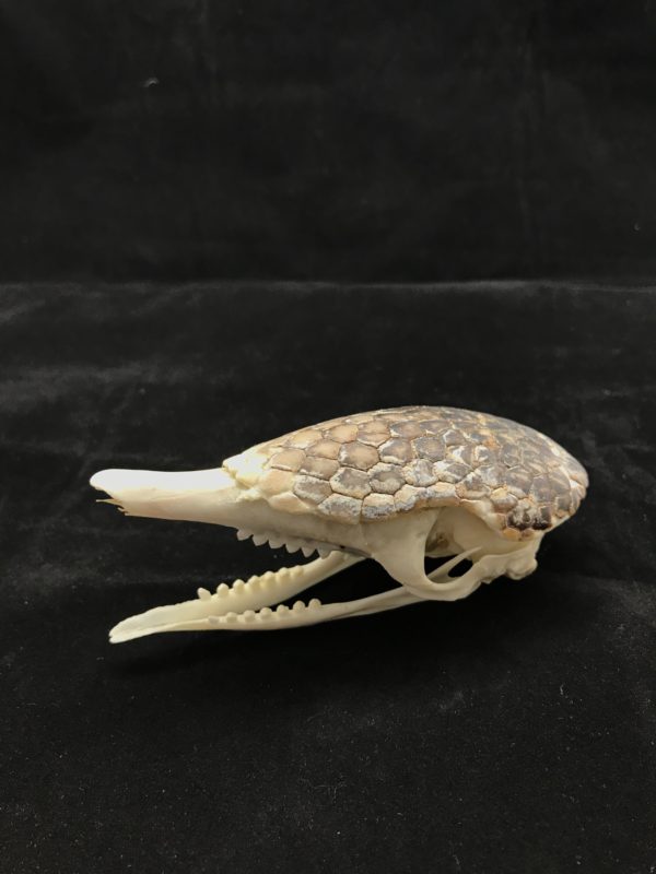 Armadillo skull with skullcap