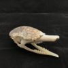 Armadillo skull with skullcap