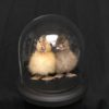 2 real ducklings in glass dome one is black and one is yellow