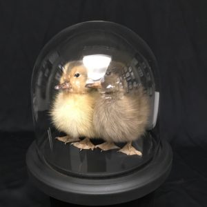 2 real ducklings in glass dome one is black and one is yellow
