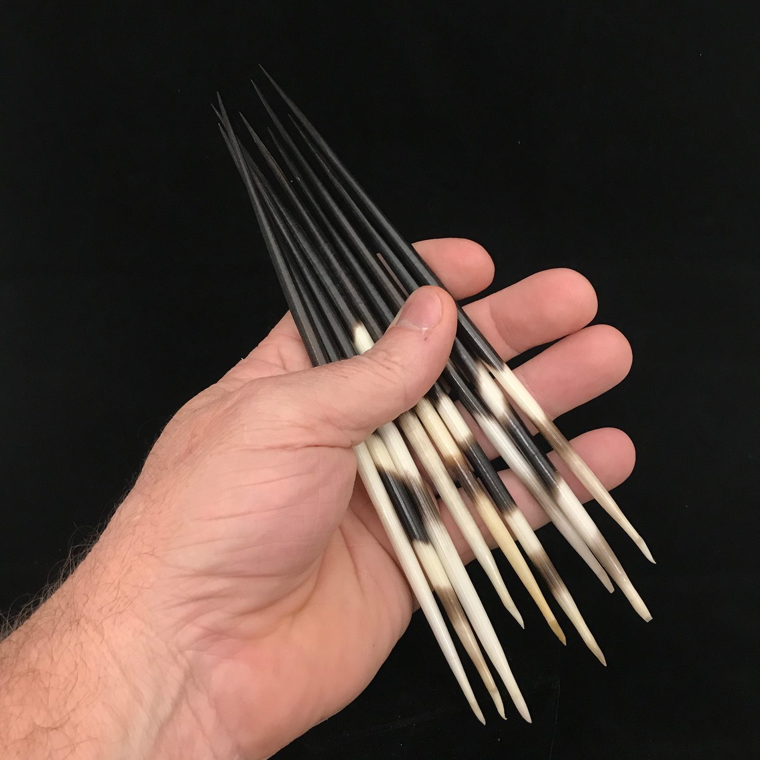 Do porcupine quills hold the secret to lighter, stronger materials