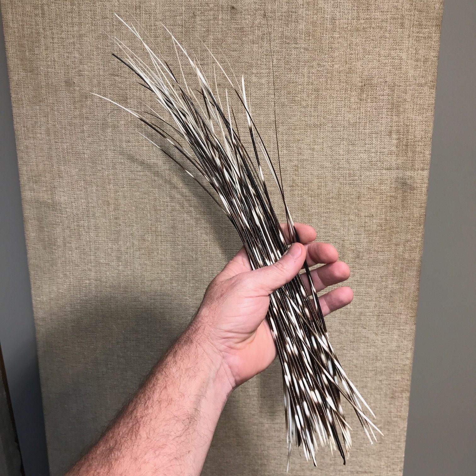 Authentic African Porcupine Quills, Medium 5-7 Long, 5 Pcs