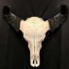 African water buffalo real skull