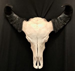 African water buffalo real skull