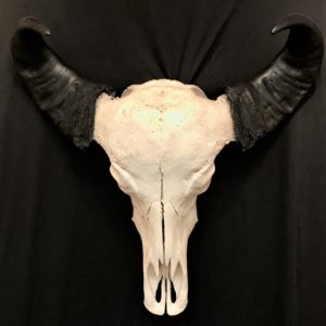 African water buffalo real skull