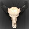 African water buffalo real skull