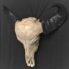 African water buffalo real skull