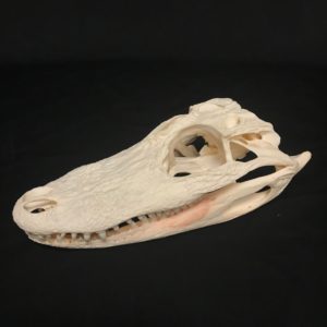 Alligator skull adolescent