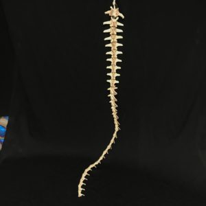 Beaver spine