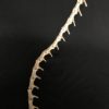 Alligator tail, articulated bones (3)
