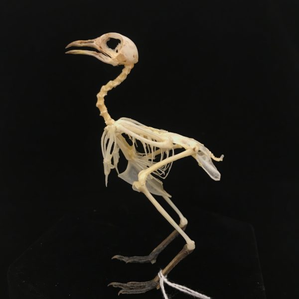 Cute, Barred buttonquail, real bird skeleton (6 ), available at Natur