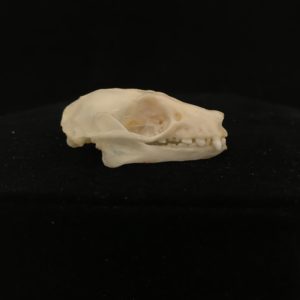 Fruit bat skull Bat 18 Rousettus leschenaulti real skull bone