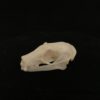 Bat 18 Rousettus leschenaulti real skull bone