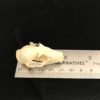 Bat 18 Rousettus leschenaulti real skull bone