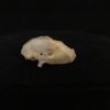 Bat skull real bone