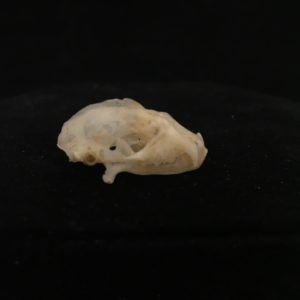 Bat skull real bone