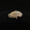 Bat, Diadem leaf-nosed bat skull, real bone (#8)