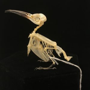 Bee-eater 2 real bird skeleton