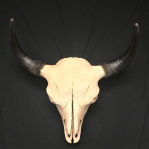 Bison A real skull