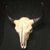Bison A real skull