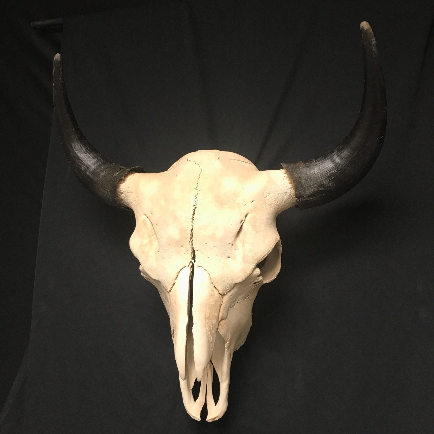 Majestic, beautiful real bone bison skull, bull, available at Natur
