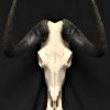 Black wildebeest female (4) real bone