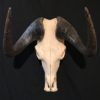 Black wildebeest female (4) real bone