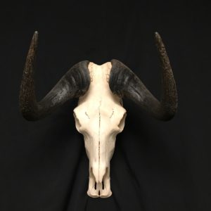 Black wildebeest female (4) real bone