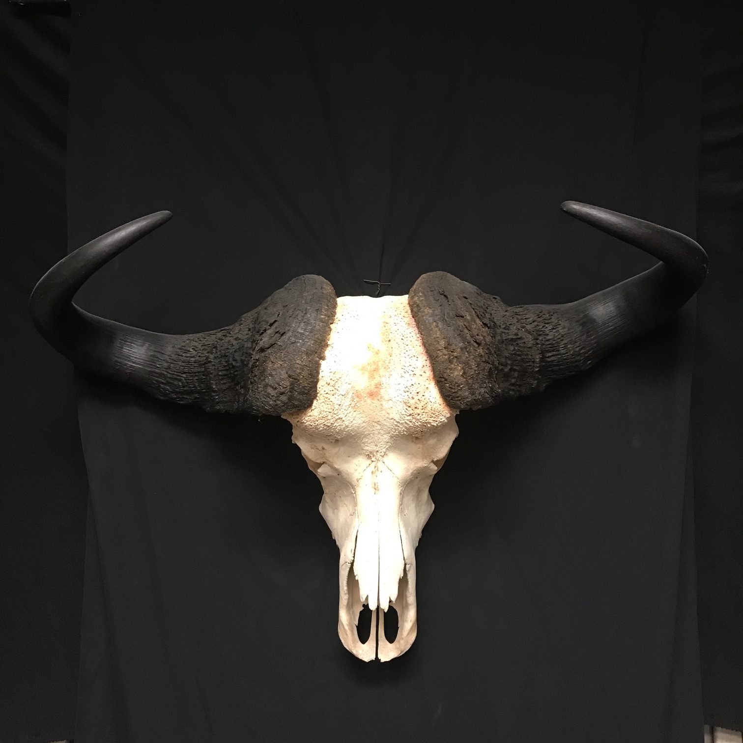 Gorgeous buffalo skull, real bone, available for purchase at Natur