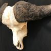 Cape buffalo skull