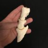 Cow toe, real bone