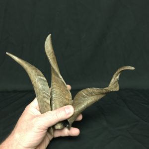 Goat horns