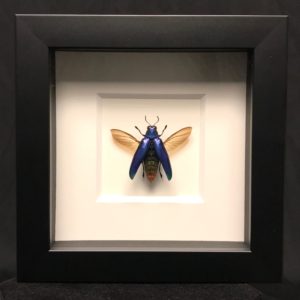 Gorgeous Blue Jewel beetle