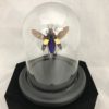 insect jewel jewel beetle glass dome mounted