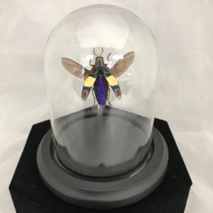 insect jewel jewel beetle glass dome mounted